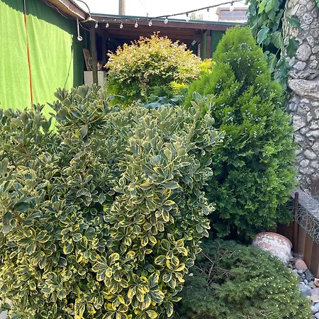 Lustforlive Guest house