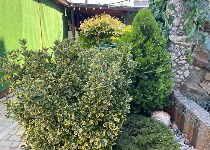 Lustforlive Guest house