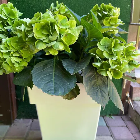 Lustforlive 4* Odessa